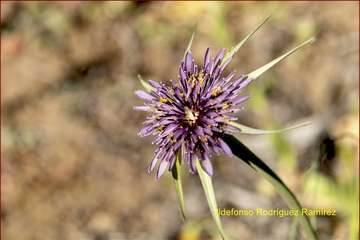 Manto de tonos blancos y rosas en Gran Canaria (Reportaje gráfico de Ildefonso Rodríguez)
